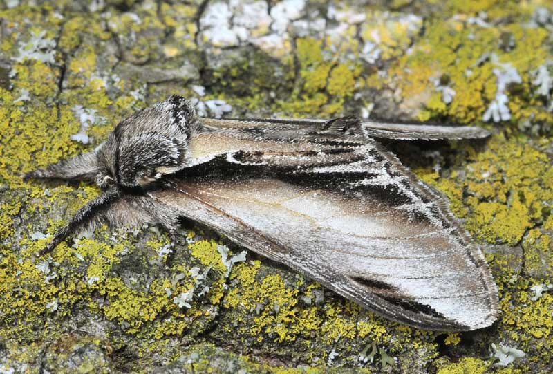 Pheosia tremula